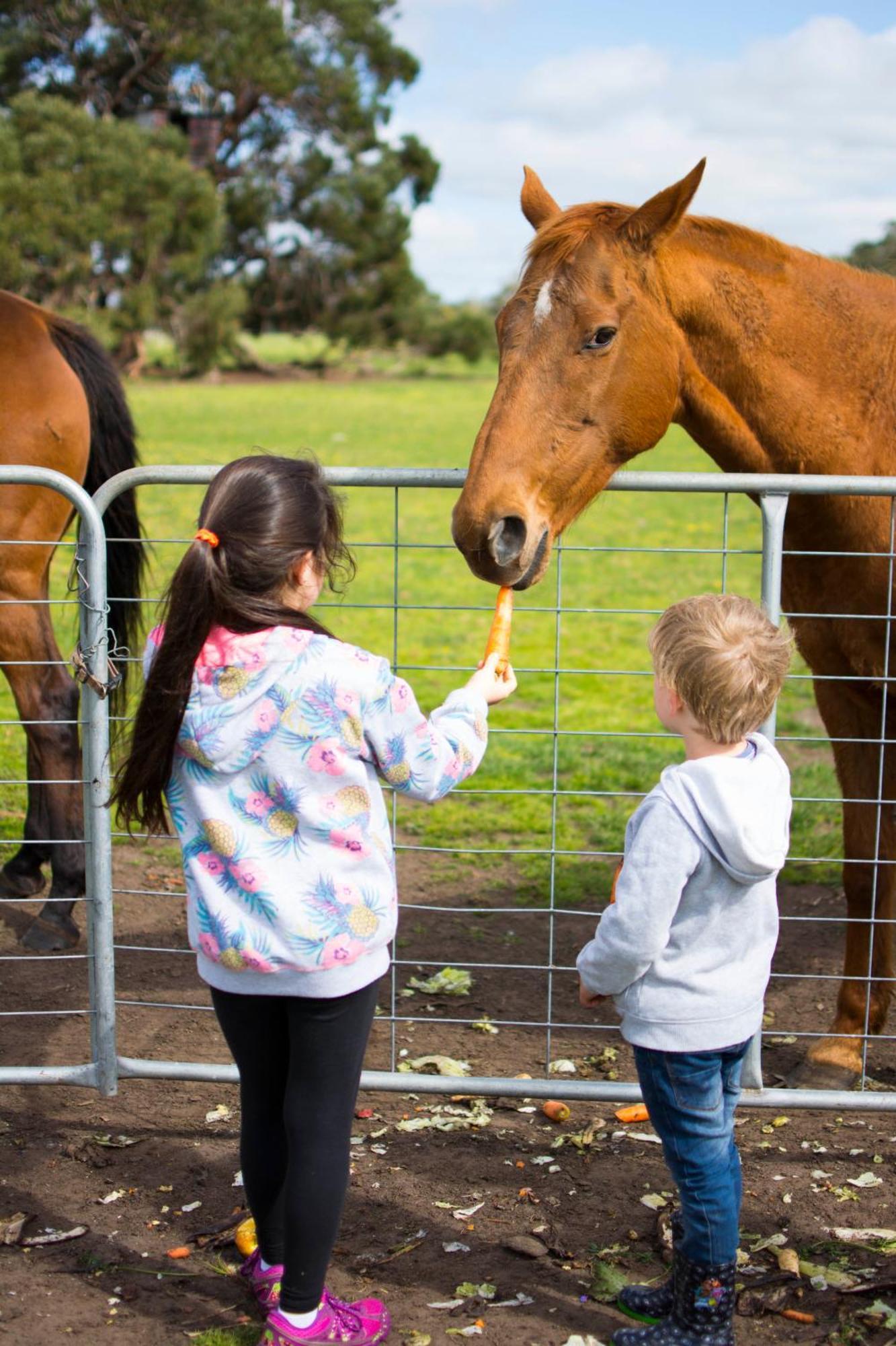 Freshwater Creek Cottages & Farm Stay Torquay Exterior foto