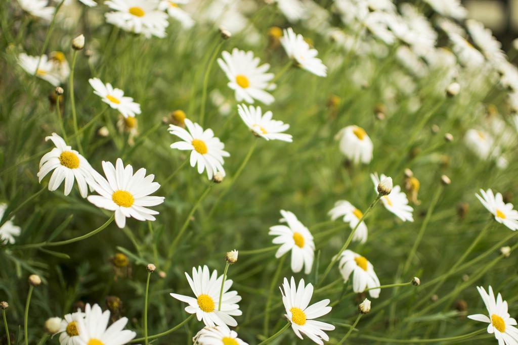 Freshwater Creek Cottages & Farm Stay Torquay Cameră foto
